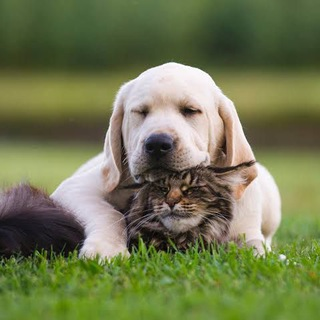 E-book de receitas para pets 🐶🐱