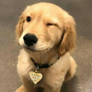 Aprenda a cuidar do seu pet