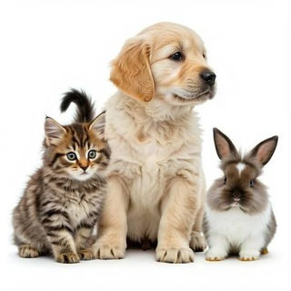 Aprenda a cuidar do seu pet🐶🐱