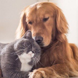 Hidratante para Cães e Gatos