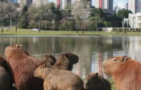Campo Grande – MS e Região